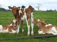 Guernsey calves